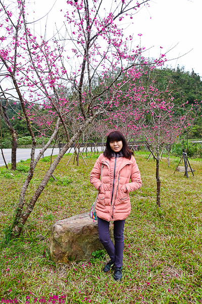 201602台7丙櫻花006.jpg