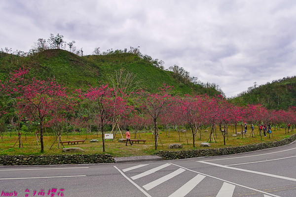 201602台7丙櫻花007.jpg