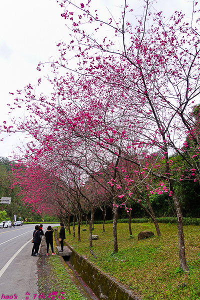 201602台7丙櫻花009.jpg