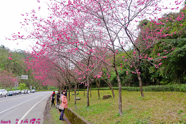 201602台7丙櫻花011.jpg
