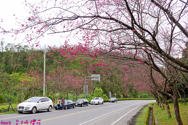 201602台7丙櫻花012.jpg