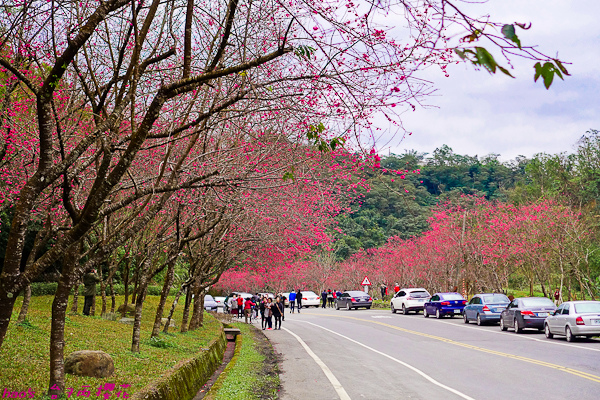 201602台7丙櫻花017.jpg