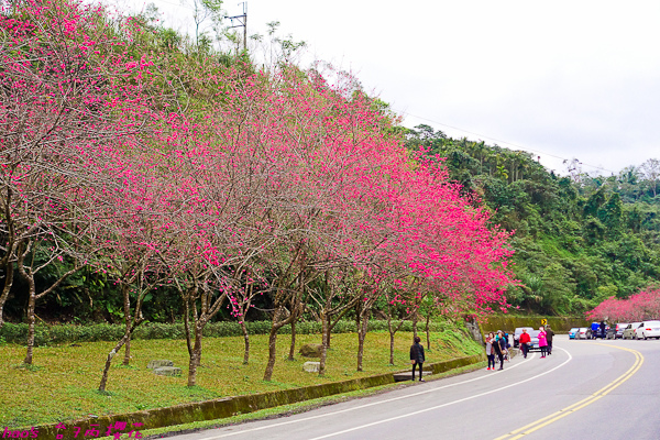 201602台7丙櫻花018.jpg
