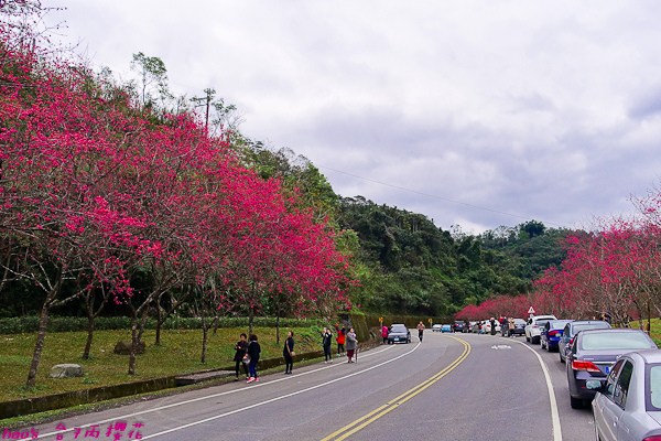201602台7丙櫻花020.jpg