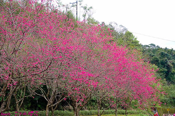 201602台7丙櫻花019.jpg