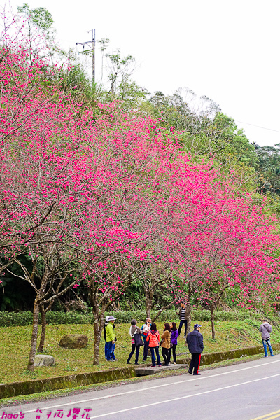201602台7丙櫻花024.jpg