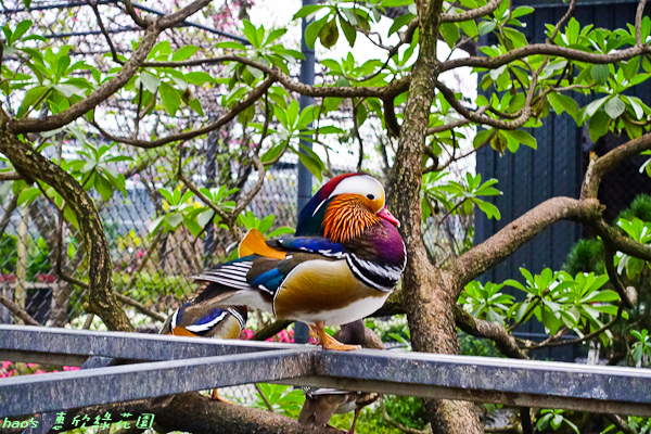 201602惠欣綠花園007.jpg