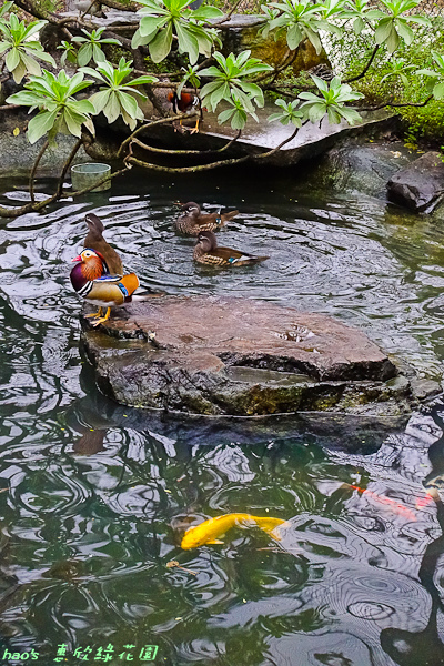 201602惠欣綠花園008.jpg