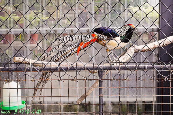 201602惠欣綠花園013.jpg