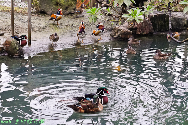 201602惠欣綠花園195.jpg