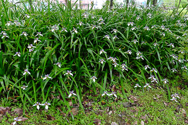 201604河濱公園024.jpg