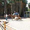 騎駱駝２