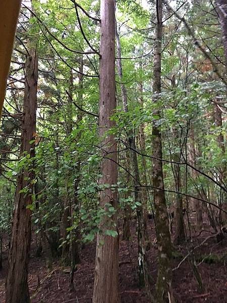 IMG_8239.jpg IMG_8239.jpg