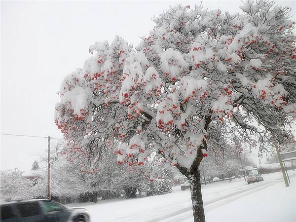 snow flower tree