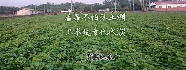 ﹝分享﹞吃﹝香薯- 冰纖地瓜﹞不用擔心熱量爆表