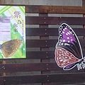 紫斑蝶季