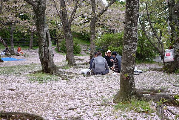 Day1_西公園賞櫻