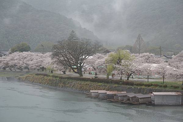 150404_錦帶橋（雨中賞櫻）