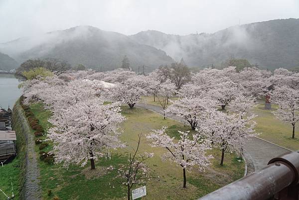 150404_錦帶橋（雨中賞櫻）