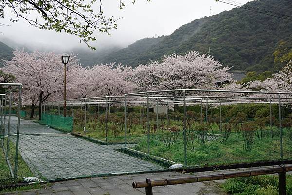 150404_錦帶橋（雨中賞櫻）