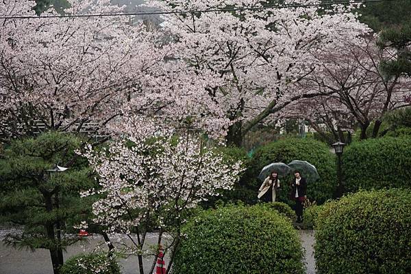 150404_錦帶橋（雨中賞櫻）