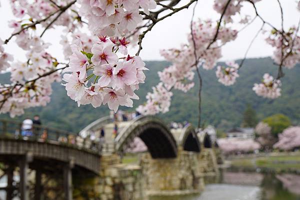 150403_錦帶橋櫻花日