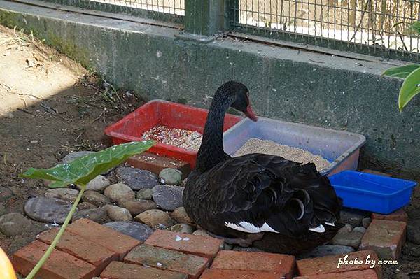 森林鳥花園10.JPG