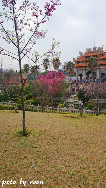 竹林山寺櫻花021-20150221