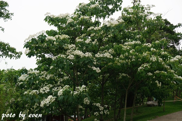 桐花公園114-20150419