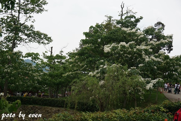 桐花公園004-20150419