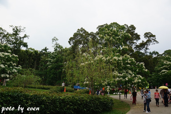 桐花公園003-20150419