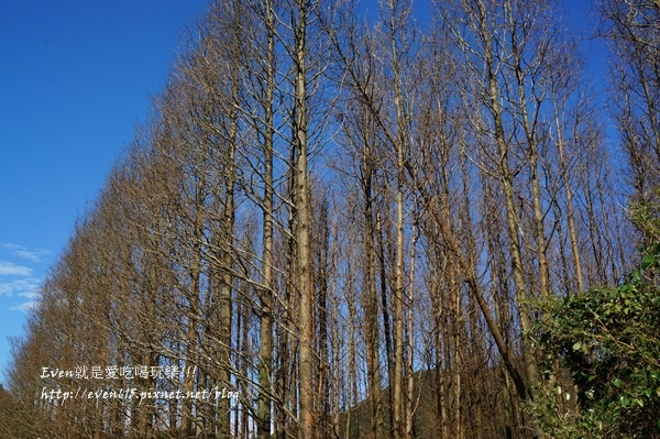 陽明山芒草004-20151128