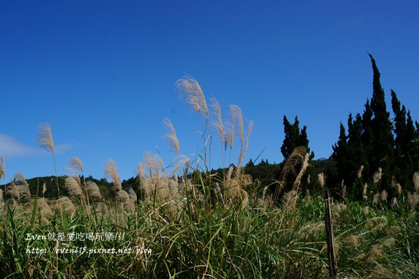 陽明山芒草016-20151128