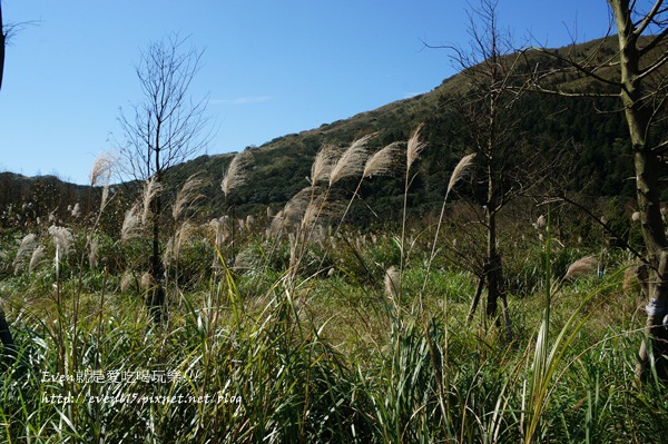 陽明山芒草017-20151128