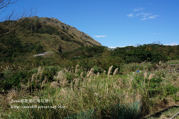 陽明山芒草019-20151128