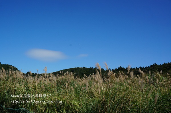 陽明山芒草018-20151128