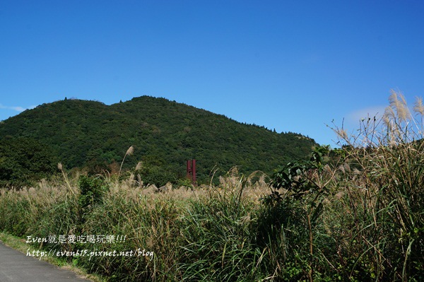 陽明山芒草020-20151128