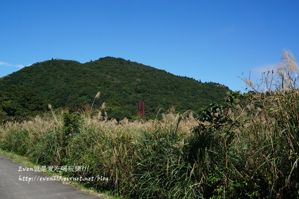 陽明山芒草021-20151128