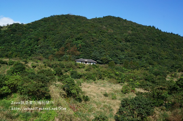 陽明山芒草030-20151128