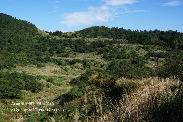 陽明山芒草038-20151128