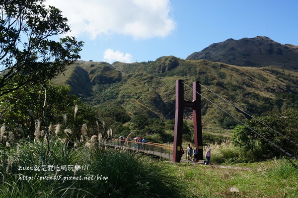 陽明山芒草045-20151128