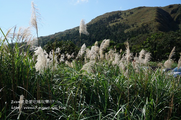 陽明山芒草048-20151128