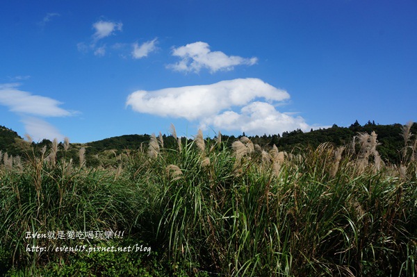 陽明山芒草051-20151128