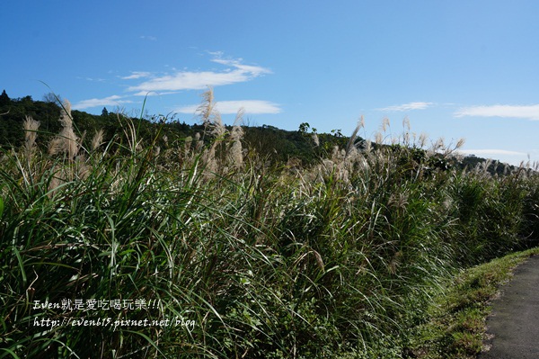 陽明山芒草052-20151128