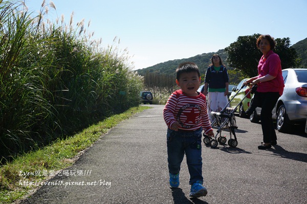 陽明山芒草053-20151128