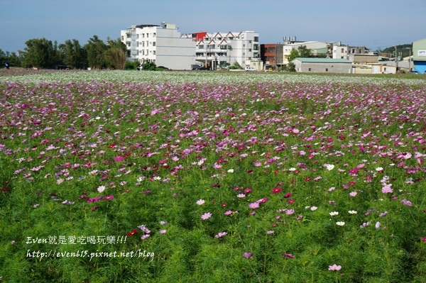 蘆竹外山花海005-20151212