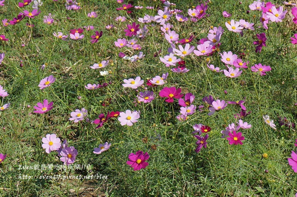 蘆竹外山花海031-20151212