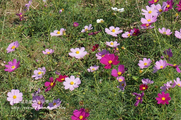 蘆竹外山花海032-20151212