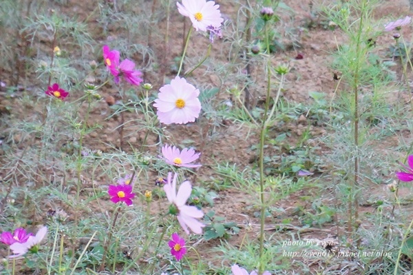 華泰雞玉拉麵056-20151219.JPG