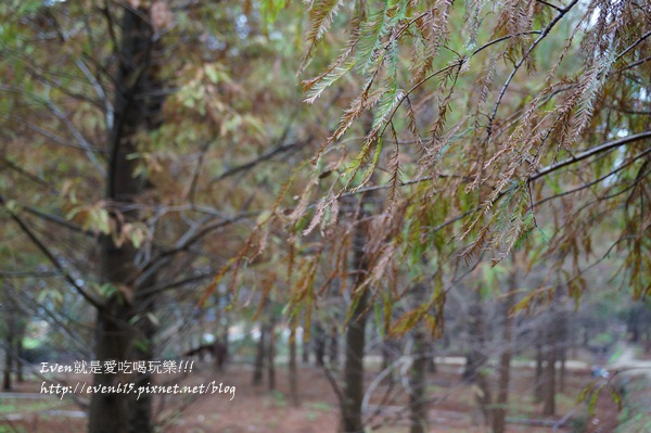 霄裡落羽松森林051-20151223.JPG